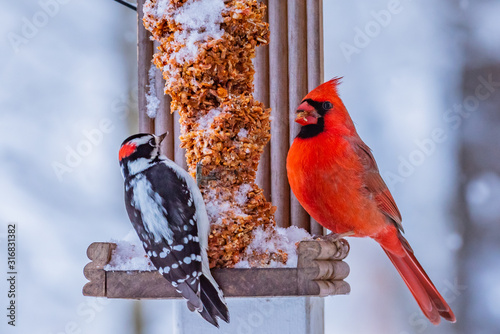 Photography Northern cardinal and woodpecker sitting on bird feeder together