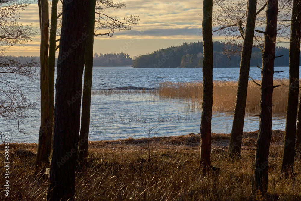 A shore with dry plant in water behind silhouettes of trees on a sunset. A shore with dry plant in water behind silhouettes of trees on a sunset.