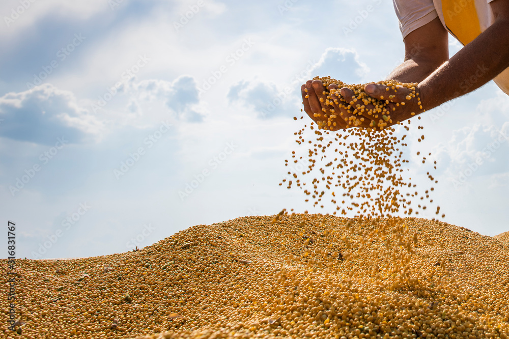 Hands of peasant holding soy beans ภาพถ่ายสต็อก Adobe Stock