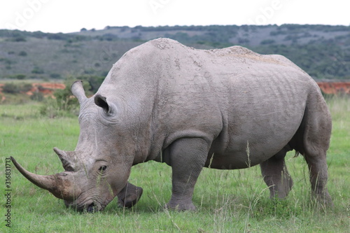 Rhino grazing in the wild