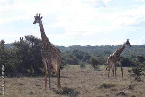 Giraffes in the wild 