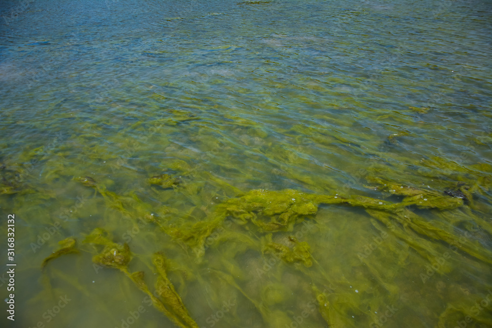 Seaweed on the surface of the water,Green algae pollution on a water surface. Ecological concept,Algae on the surface of the water as a background,Close-up of seaweed/kelp on the waters surface,