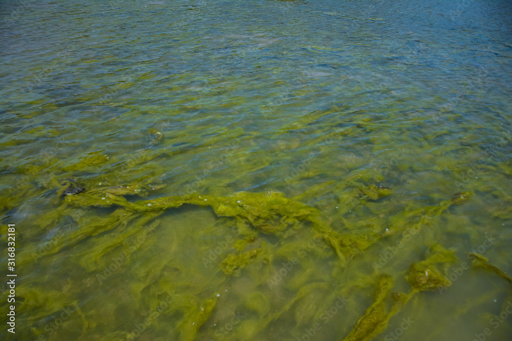 Seaweed on the surface of the water,Green algae pollution on a water surface. Ecological concept,Algae on the surface of the water as a background,Close-up of seaweed/kelp on the waters surface,