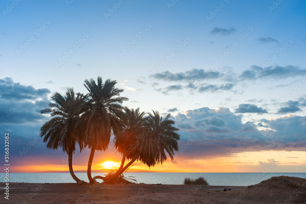 Landscape with palms on sandy shore