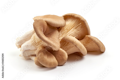 Oyster mushrooms - Pleurotus ostreatus, isolated on white background photo
