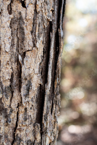 Fototapeta Naklejka Na Ścianę i Meble -  Bark of a tree in the forest with bokeh background close up ~BARK OF A TREE~