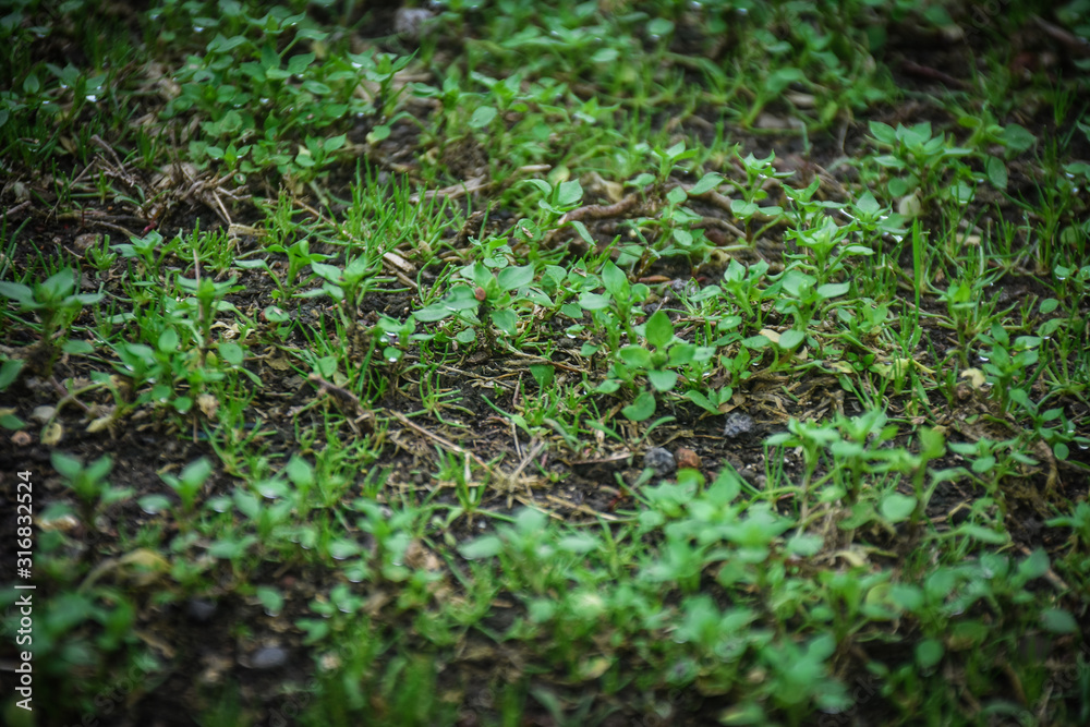 green-re hearts of nature  