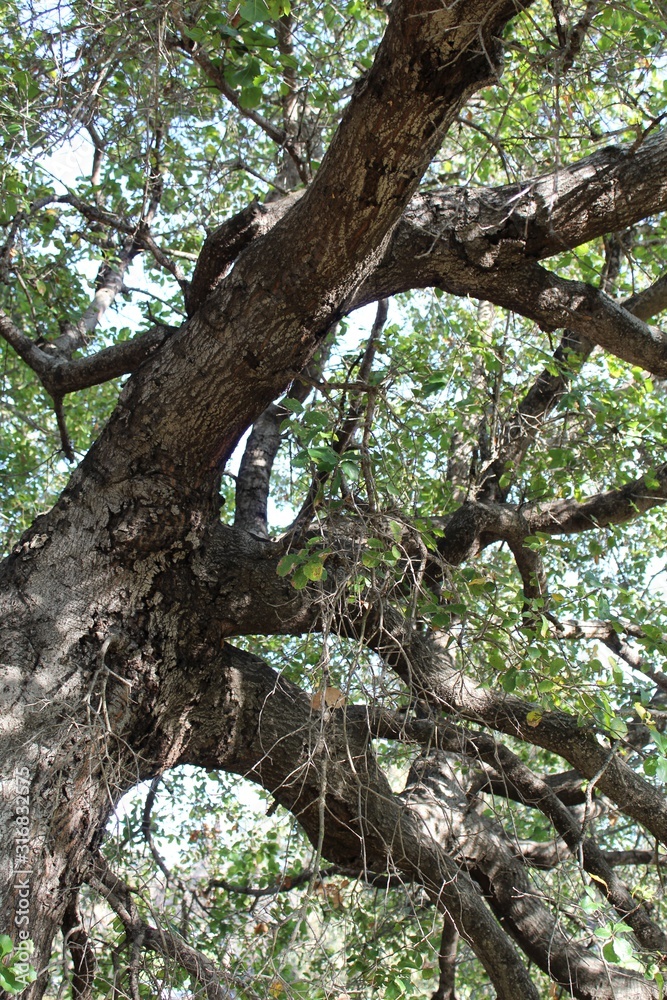 Coast Live Oak, Quercus Agrifolia, is a majestic competitor in the Chaparral biome of Will Rogers State Park, located in the Santa Monica Mountains.