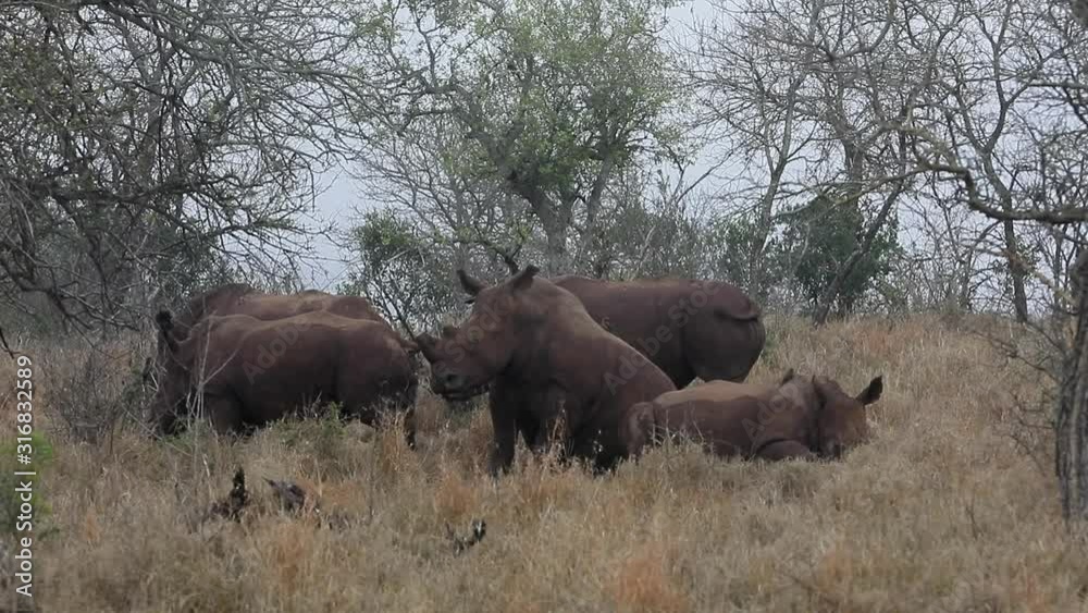 A crash of White Rhinos relax in tall grass of Thanda Private Reserve A crash of White Rhinos relax in tall grass of Thanda Private Reserve