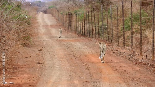 Two African Cheetahs walk along roadside fence in Thanda Reserve photo