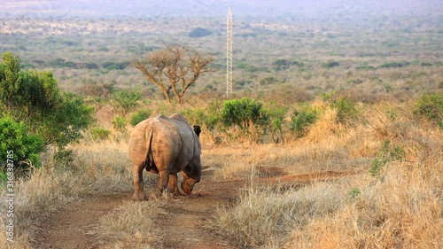 Dehorned White Rhinoceros walks down a road on Thanda Private Reserve