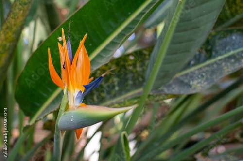 Strelitzia or bird of paradise flower
