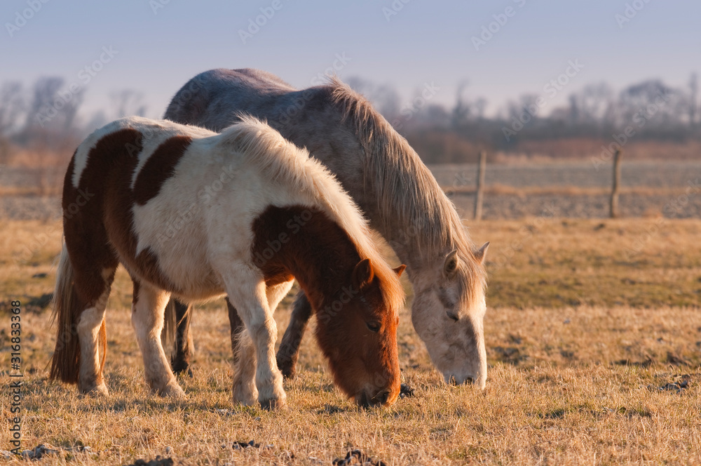 Fototapeta premium Chevaux et poneys de la Baie de Somme