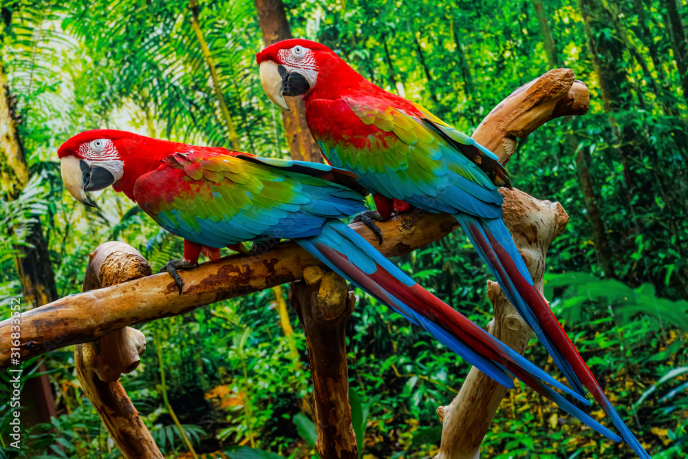 Green Wing Macaws