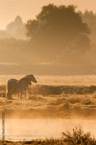 Chevaux camarguais dans une patûre gelée à l'aube et dans la brume