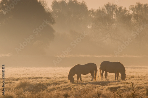 Chevaux camarguais dans une pat  re gel  e    l aube et dans la brume