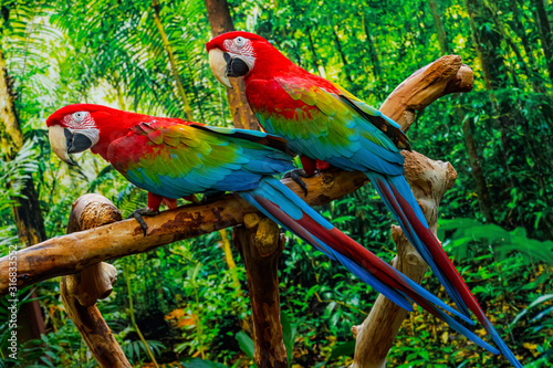 Green Wing Macaws photo