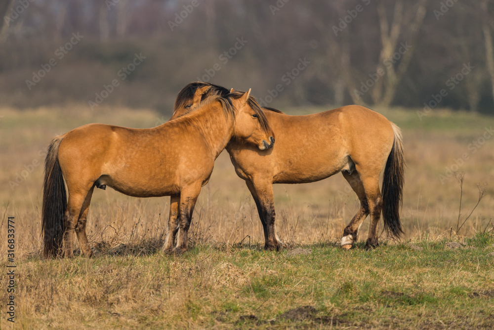 Chevaux Henson au marais du Crotoy (Baie de Somme) Chevaux Henson au marais du Crotoy (Baie de Somme)