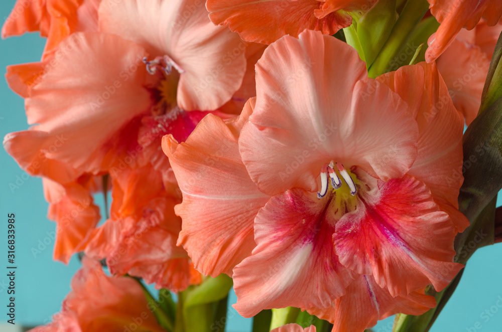 Bouquet of orange-peach gladioli closeup Bouquet of orange-peach gladioli closeup
