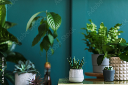 Fototapeta Naklejka Na Ścianę i Meble -  Stylish floral composition with beautiful plants, cacti and succulents in design and hipster pots on the marble coffee table. Natural living room. Green walls. Home gardening concept. Template.