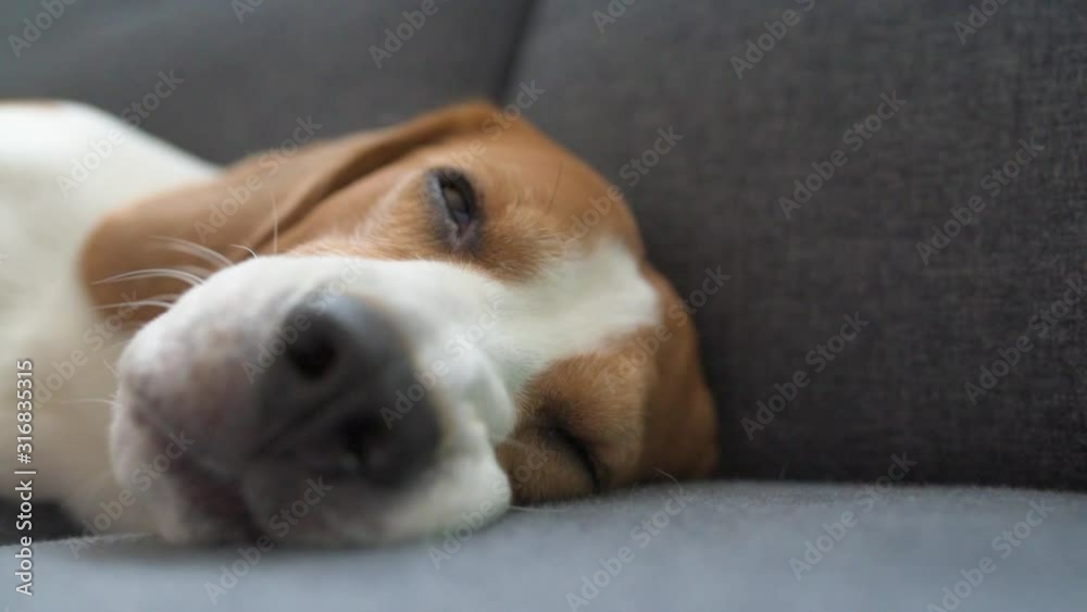 Lazy beagle dog sleeping on a couch in living room. Selective focus. Shallow deep of field. Tired dog concept Lazy beagle dog sleeping on a couch in living room. Selective focus. Shallow deep of field. Tired dog concept