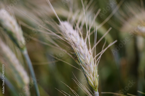 close-up of barley ears with blurry background, selective focus.