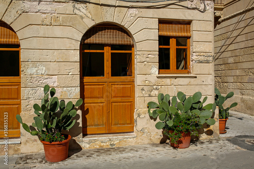 cactuses in a flowerpots on the italian street