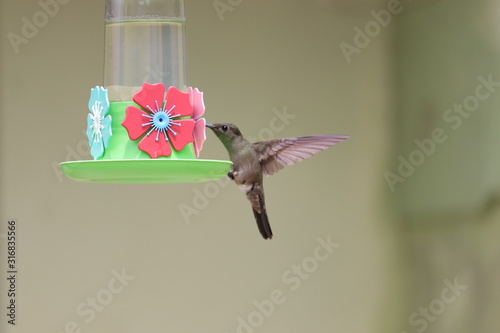 Obraz na plátně hummingbird and flower
