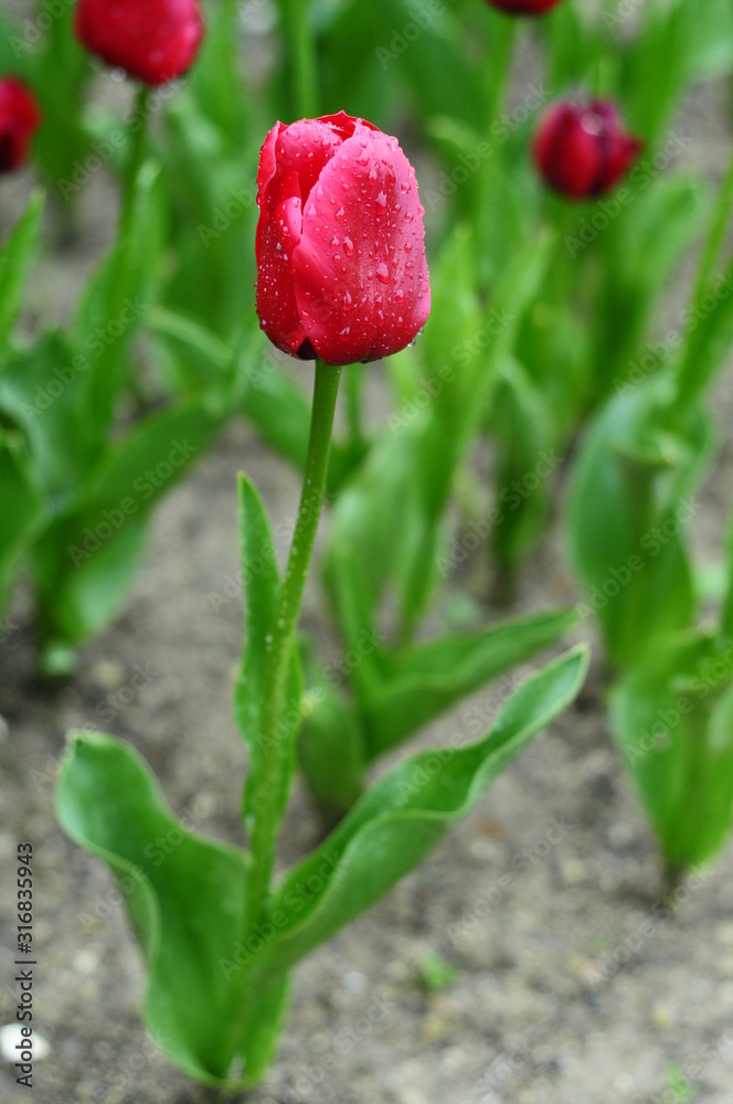 Tulip and tulips in garden