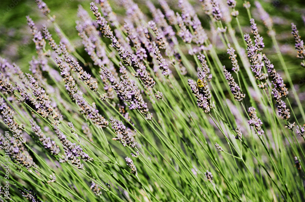 lavender blooms and bumblebee lavender blooms and bumblebee