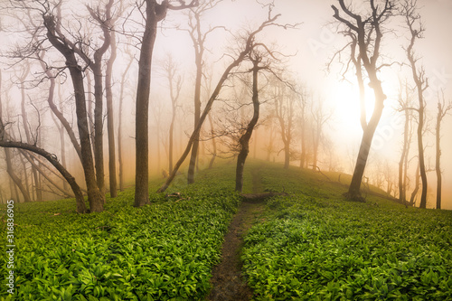 the morning sun shines through the fog in the spring forest in the mountains