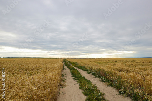 View of a field road along yellow fields of wheat.