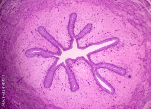 Bull ureter cross-section - permanent microscope slide (stained by haematoxylin-eosin) photo