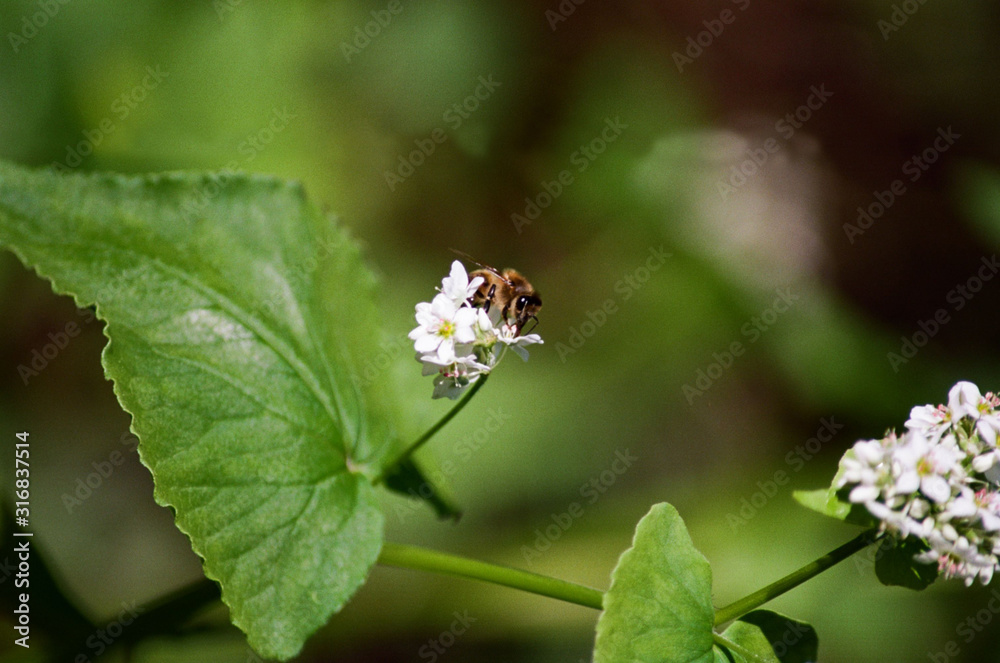 honeybee in buckwheat honeybee in buckwheat