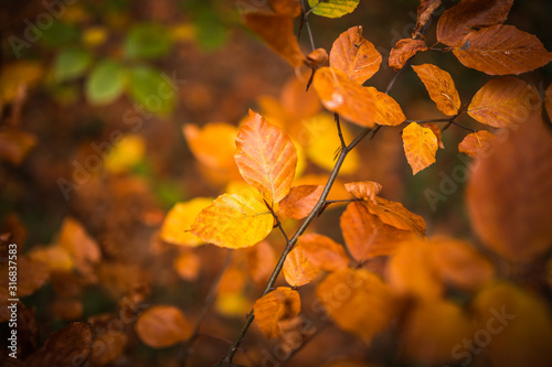 Fall, autumn, leaves background. A tree branch with autumn leaves of a beech on a blurred background. Landscape in autumn season
