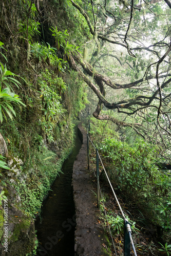 Foggy hiking path in the forest in Levada do Caldeirao Verde Trail, Madeira island, Portugal.