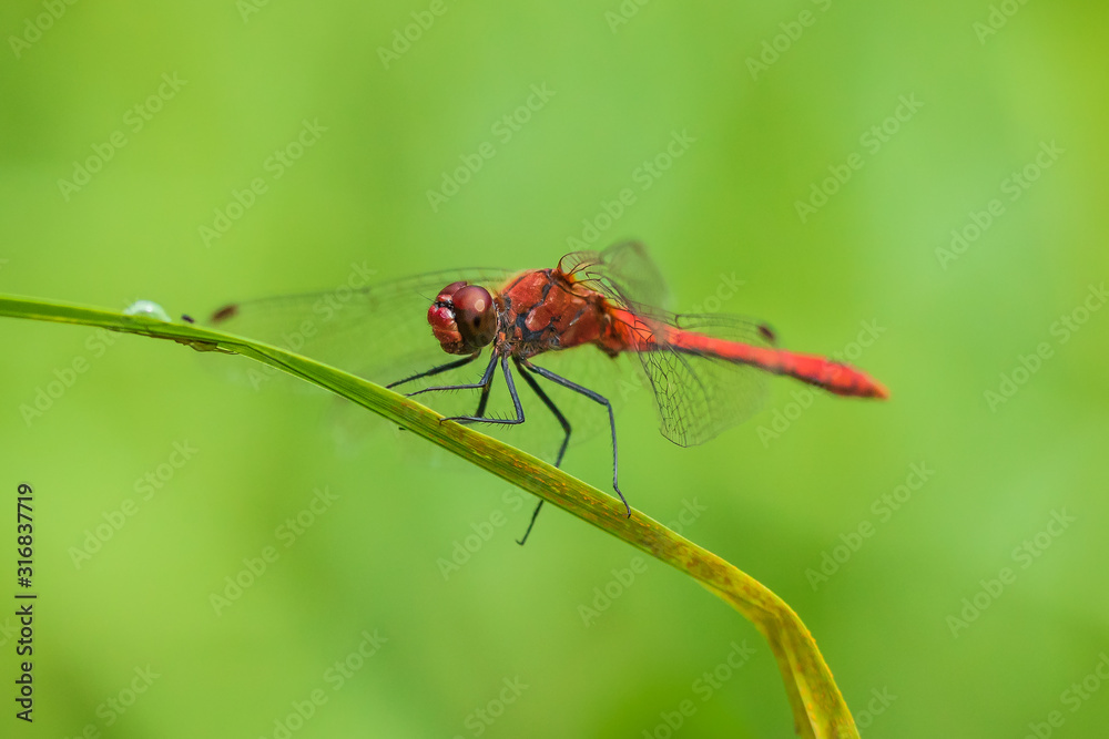 Sympetrum sanguineum Ruddy darter male dragonfly red colored body Sympetrum sanguineum Ruddy darter male dragonfly red colored body