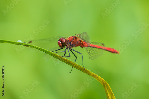 Sympetrum sanguineum Ruddy darter male dragonfly red colored body © Sander Meertins