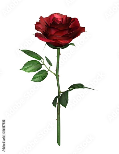 Red Rose white background