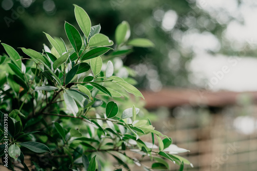 Lush Green Foliage in Outdoor Garden Setting Symbolizing Environmental Sustainability and Growth