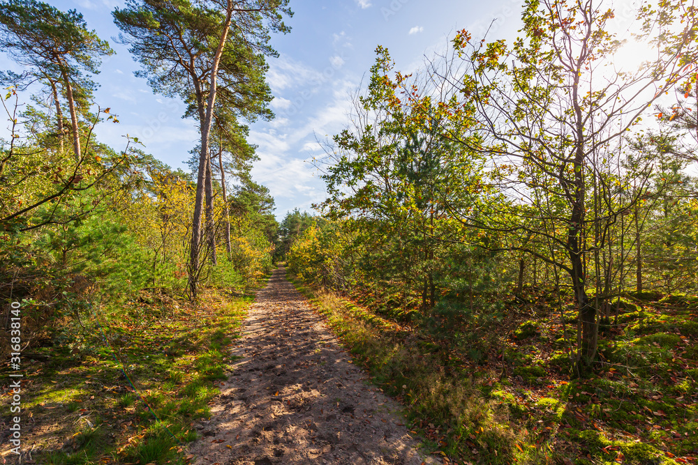 Wide angle image of a beautiful forest in Fall season with sunlight passing through the trees