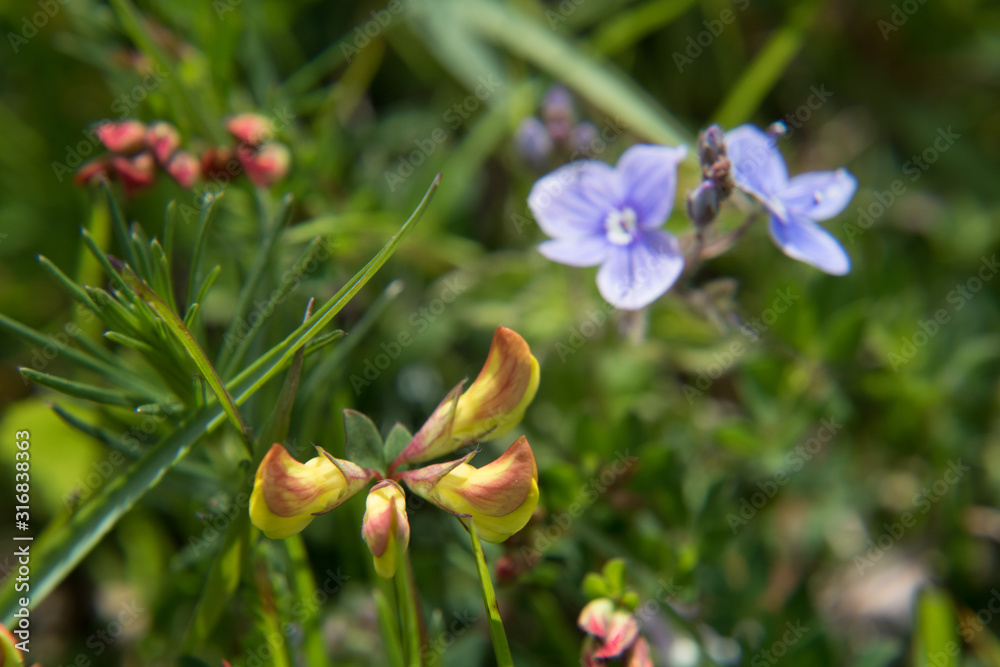 Violets in a green meadow Violets in a green meadow