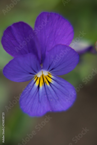 Violets in a green meadow