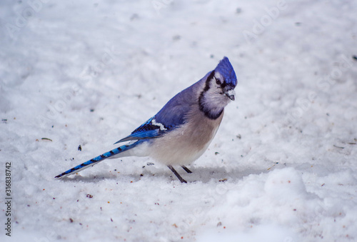 Curiousity - bluejay in the snow © Garry