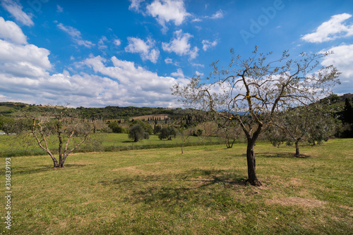 italian landscape olive tree hills sky clouds grass green country field in tuscany italian landscape in spring time with warm light