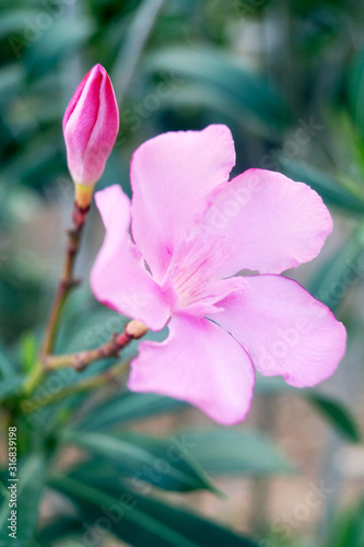 flower in garden