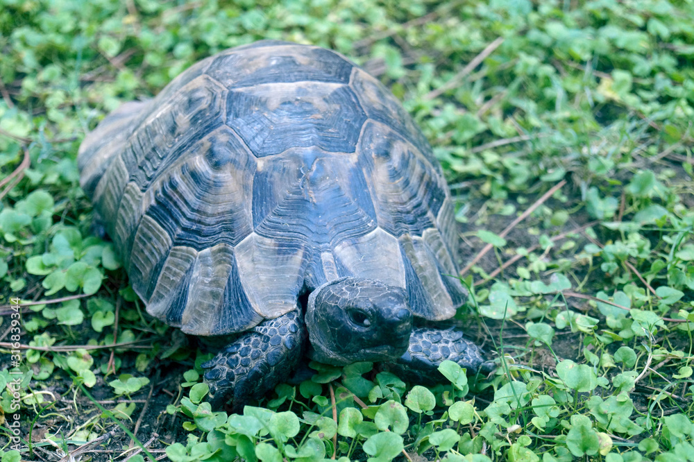 turtle on the grass