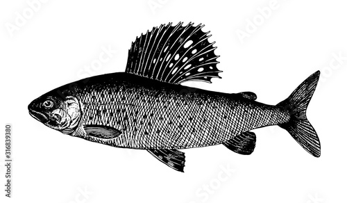 Siberian Grayling, fish collection. Healthy lifestyle, delicious food. Hand-drawn images, black and white graphics.