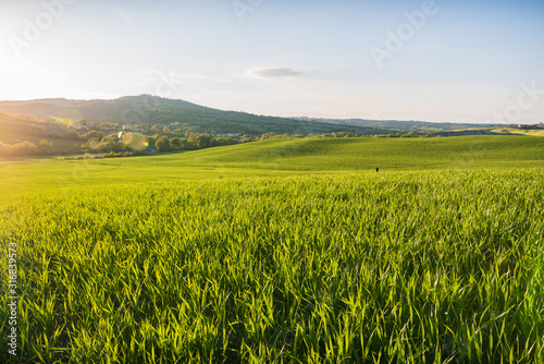 poggio covili in val d orcia in italy in tuscany with warm light and sky with clouds and grass and green wheat moved by wind with house and cypresses trees and hills