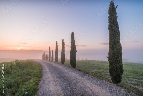 Beautiful landscape in Val d'Orcia in Tuscany in Italy with green and yellow grass fields and trees with sky with clouds and typical tuscany trees cypresses and sweet hills at sunrise